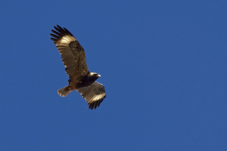 Black-breasted Buzzard (Hamirostra melanosternon)